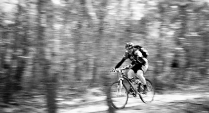 Hodgie at speed through the she-
oaks (casuarina)